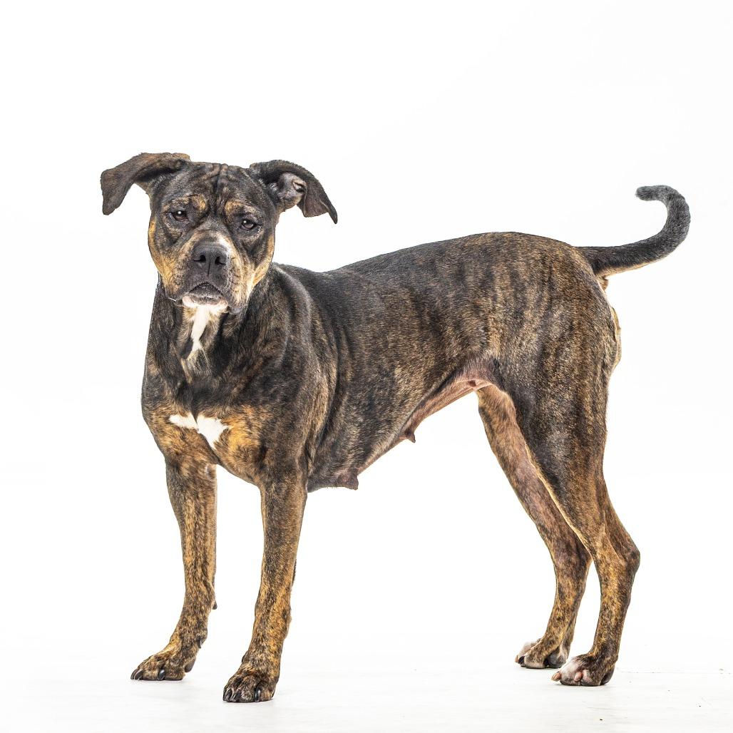 Kori, a Adoptable Pit Bull Terrier in Reno, NV image 2/6