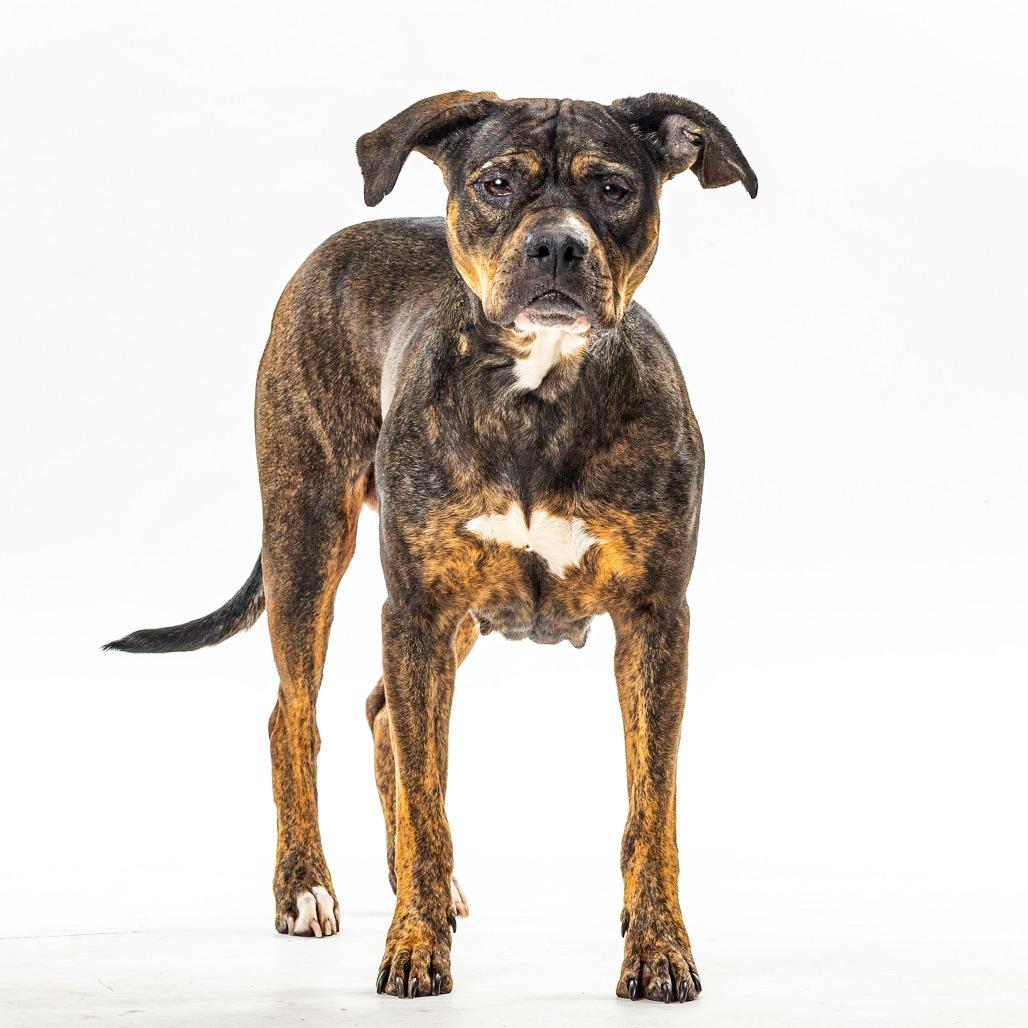 Kori, a Adoptable Pit Bull Terrier in Reno, NV image 6/6