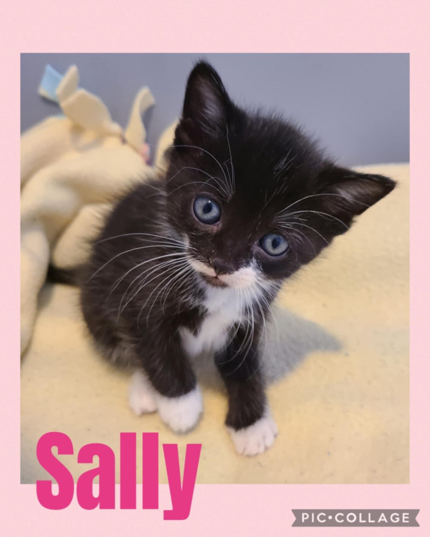 Sally, an adoptable Domestic Short Hair in St Stephen, NB, E3L 2X2 | Photo Image 2