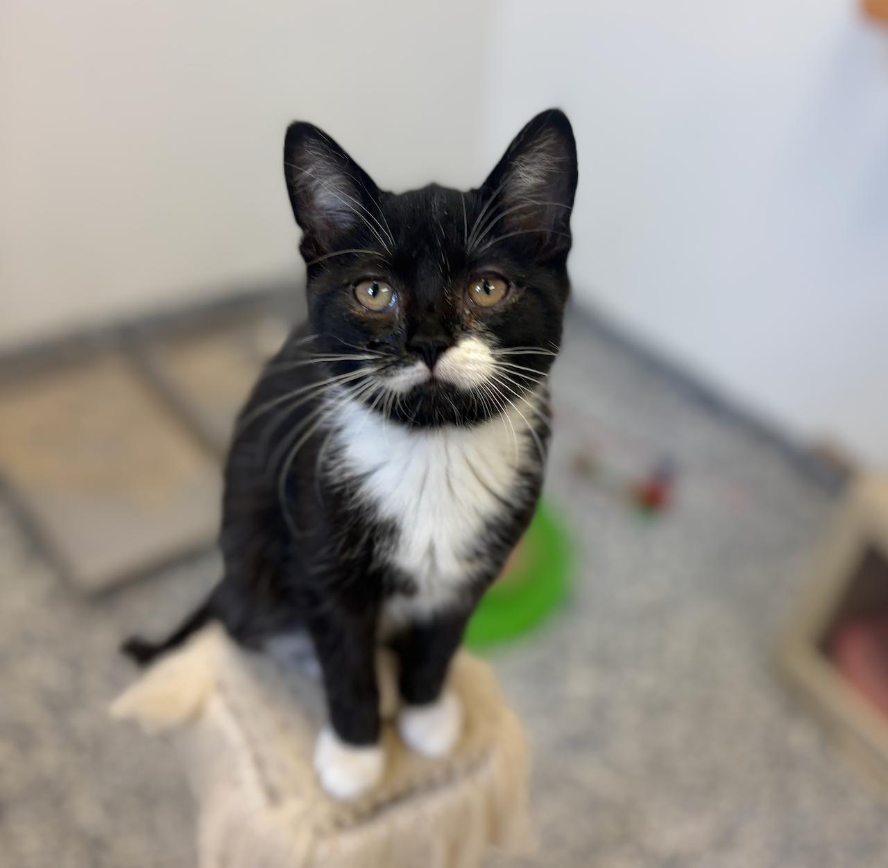 Sally, an adoptable Domestic Short Hair in St Stephen, NB, E3L 2X2 | Photo Image 1