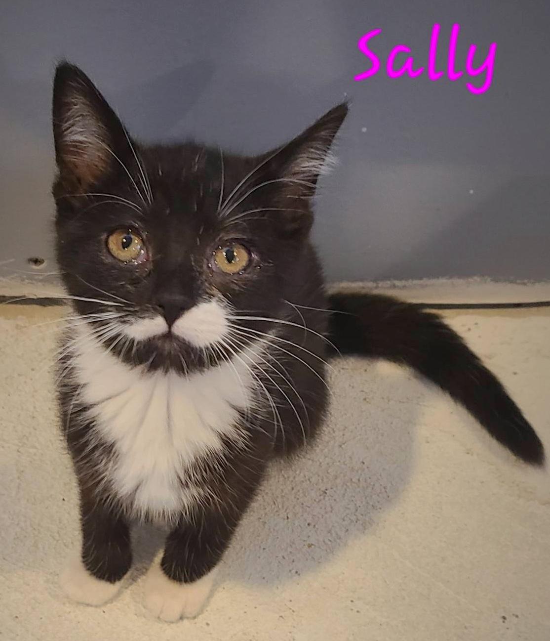 Sally, an adoptable Domestic Short Hair in St Stephen, NB, E3L 2X2 | Photo Image 3