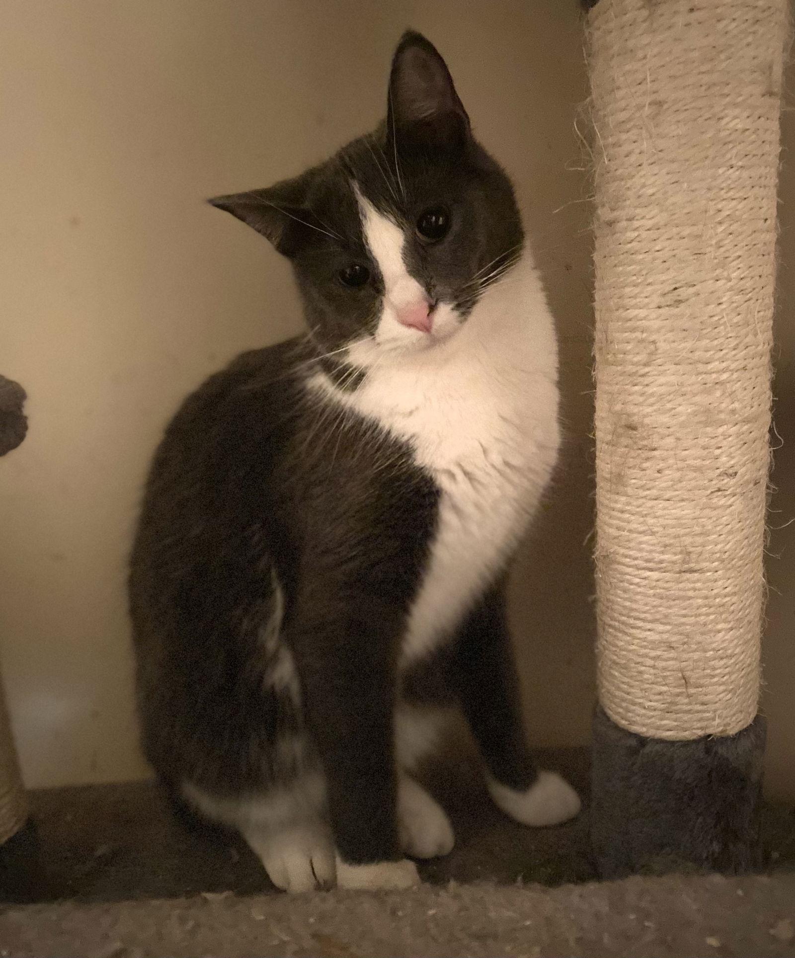 Miss Clio, Adoptable, Adult Female Domestic Short Hair.