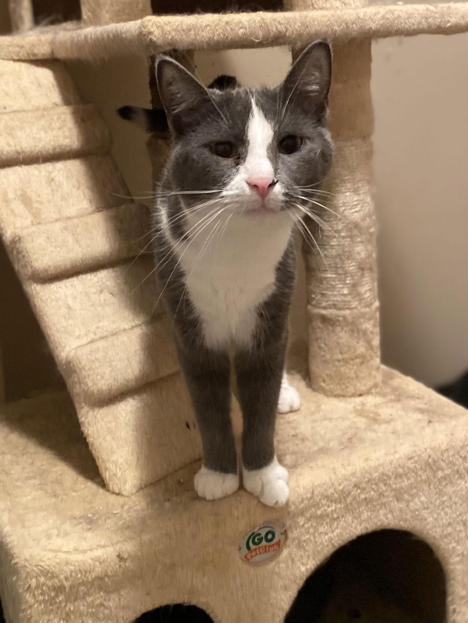 Miss Clio, a Adoptable Domestic Short Hair in Livonia, MI image 2/3