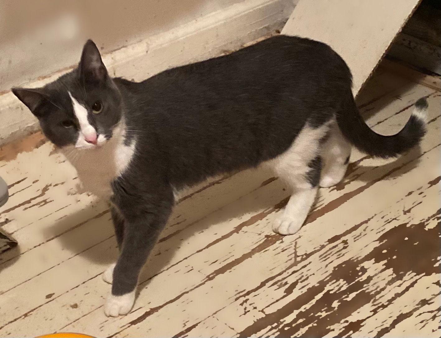 Miss Clio, a Adoptable Domestic Short Hair in Livonia, MI image 3/3