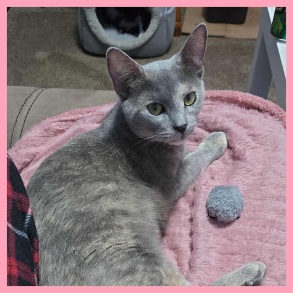 Shimmer, Adoptable, Young Female Domestic Short Hair.