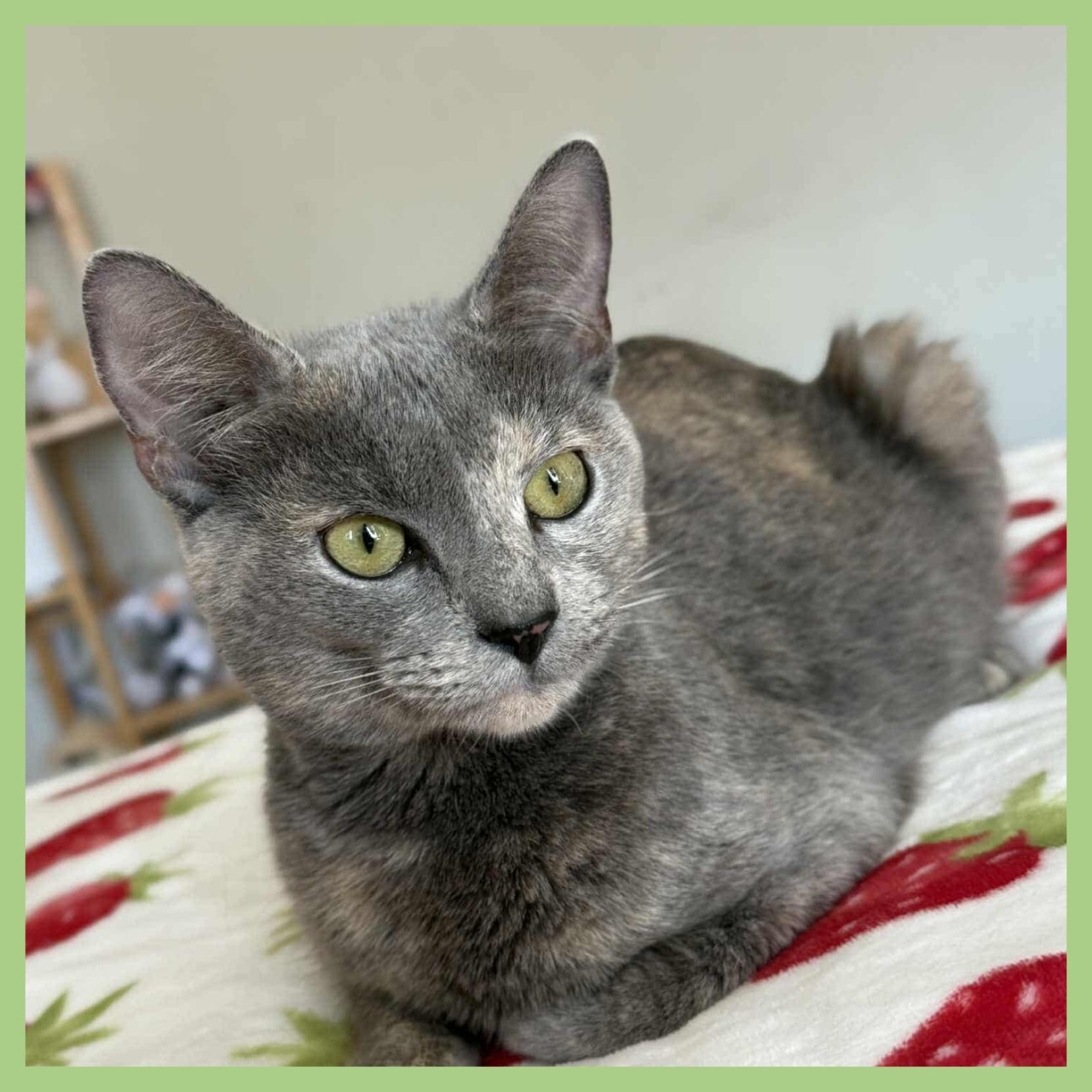 Shimmer, a Adoptable Domestic Short Hair in Lansdowne, PA image 2/2