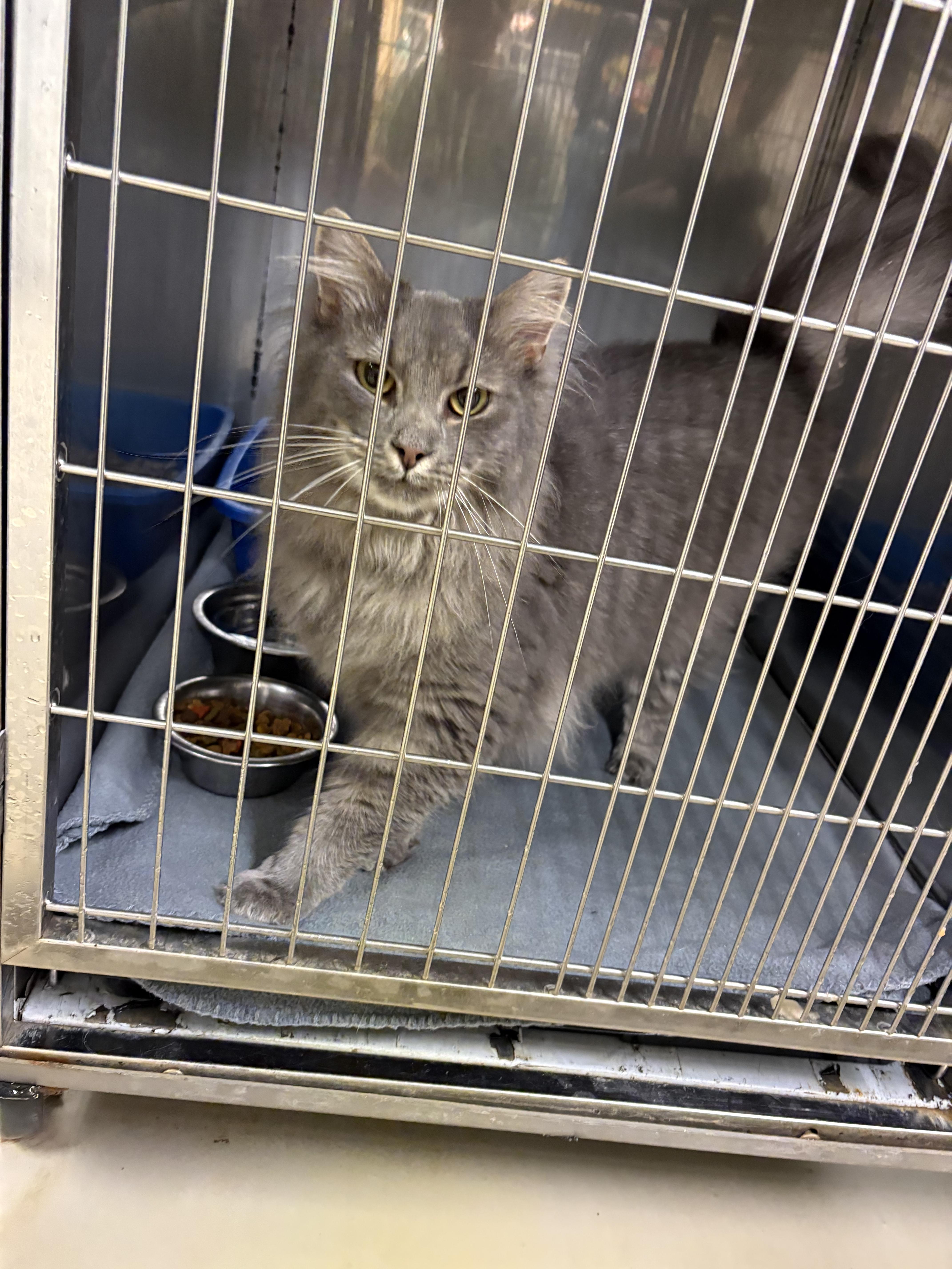 Aries, an adopted Domestic Long Hair in sparta, NC image 4/5