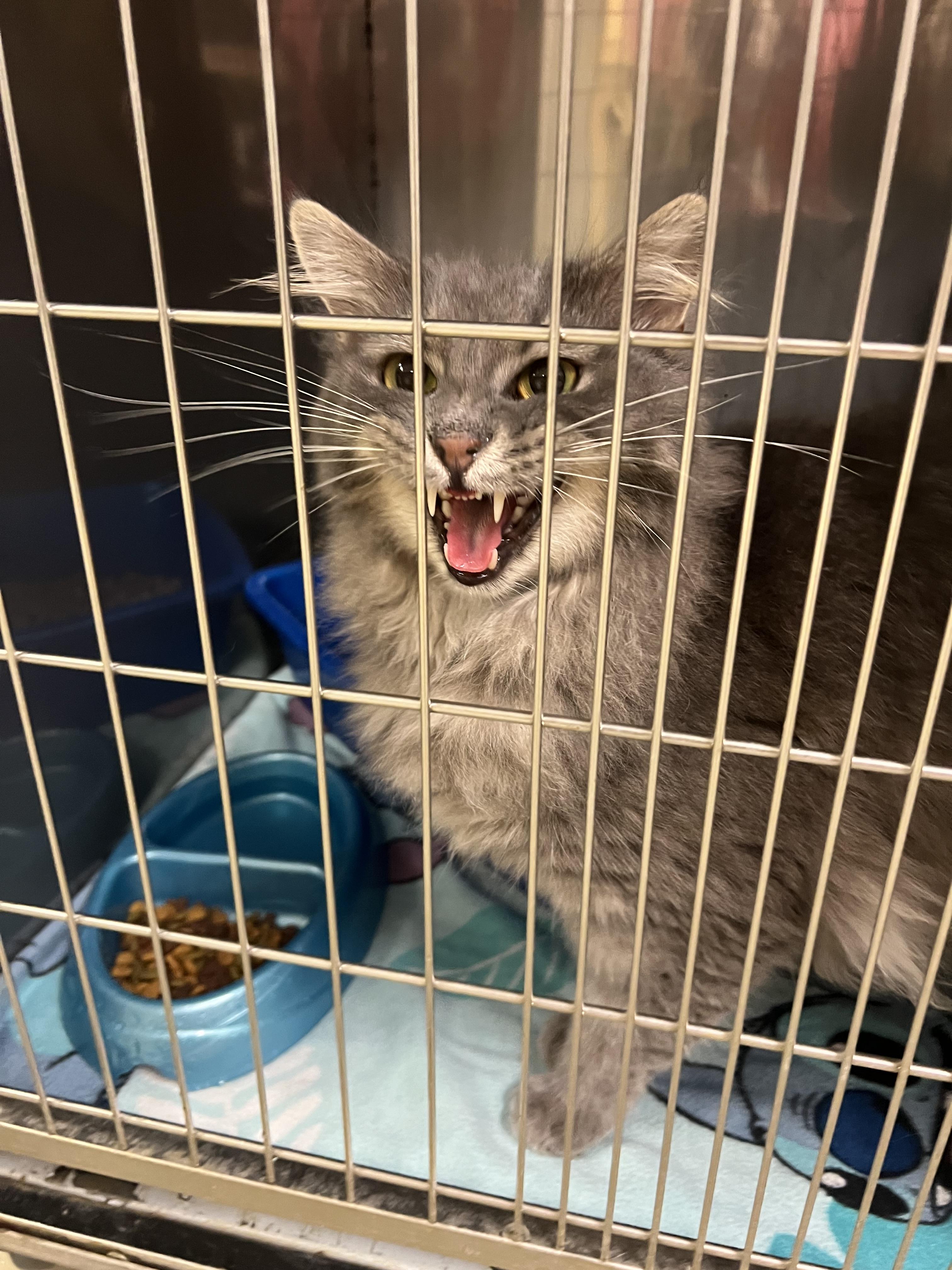 Aries, an adopted Domestic Long Hair in sparta, NC image 5/5