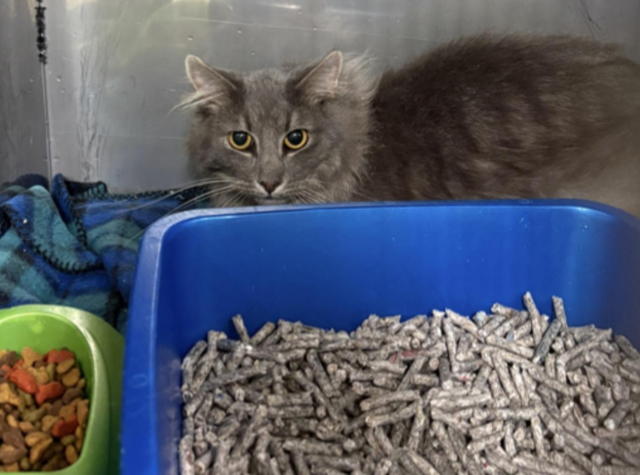 Aries, an adopted Domestic Long Hair in sparta, NC image 2/5