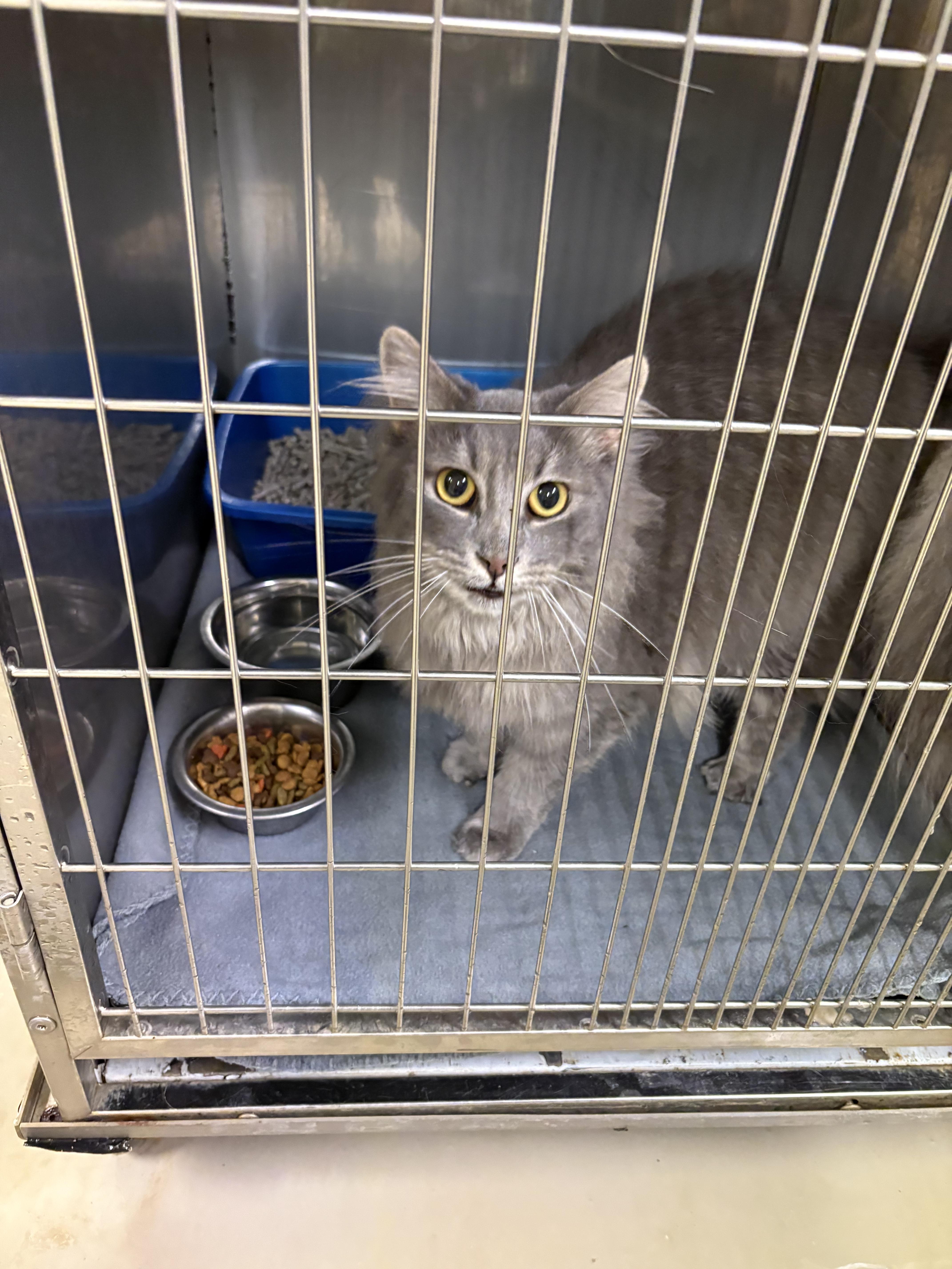 Aries, an adopted Domestic Long Hair in sparta, NC image 3/5