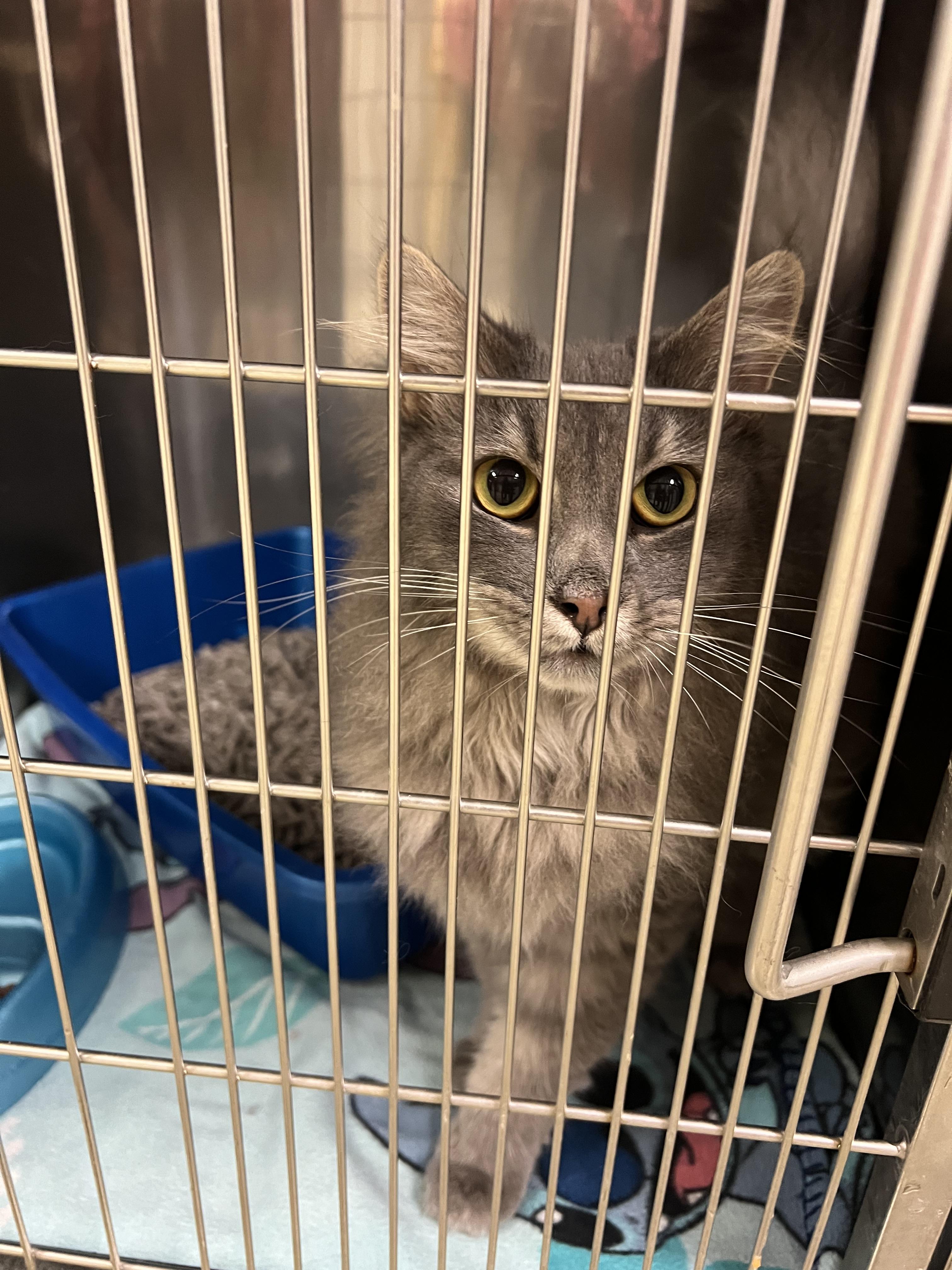 Aries, adopted, Adult Female Domestic Long Hair.
