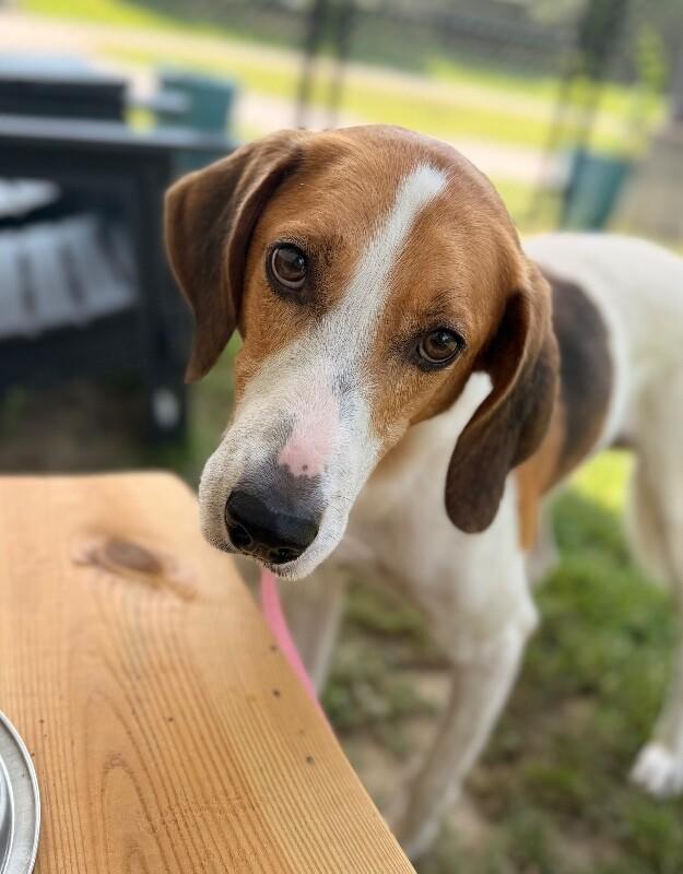 Chuck Norris, Adoptable, Adult Male Hound.
