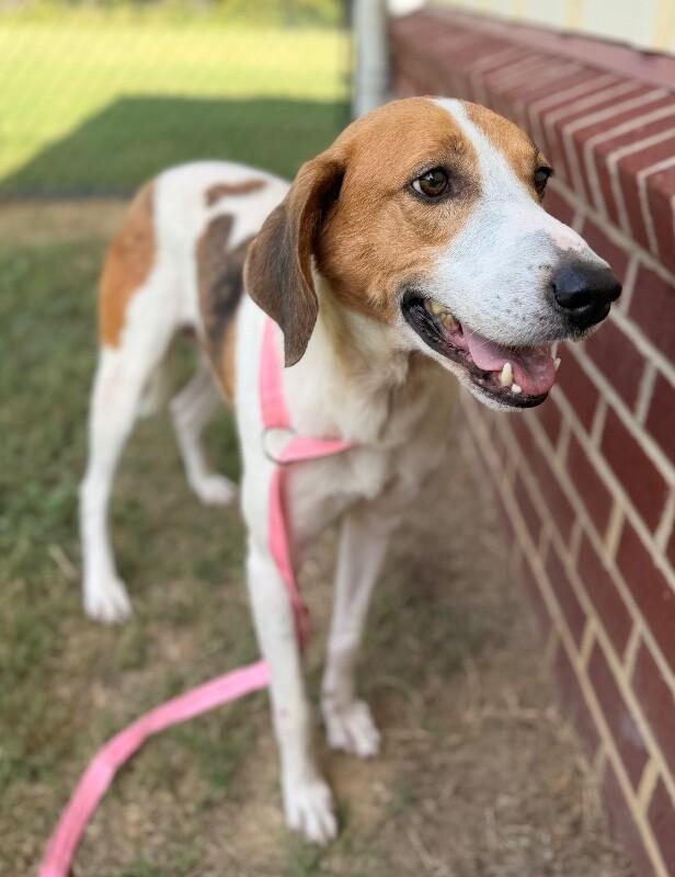 Enlarge Chuck Norris, a Adoptable Hound in Disputanta, VA image 2/3
