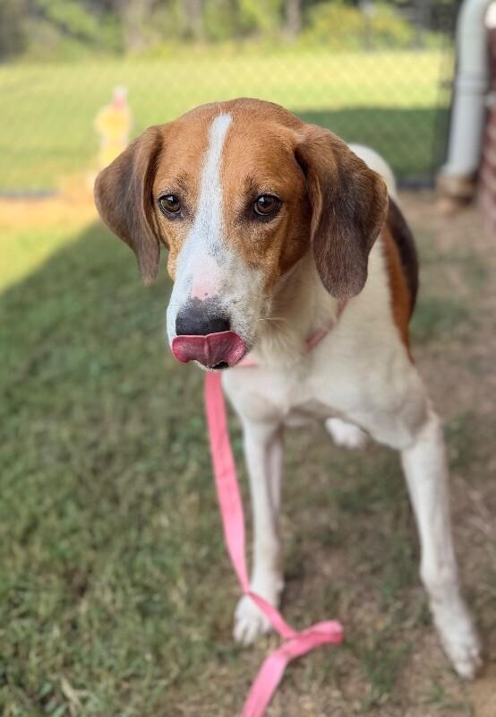 Enlarge Chuck Norris, a Adoptable Hound in Disputanta, VA image 3/3