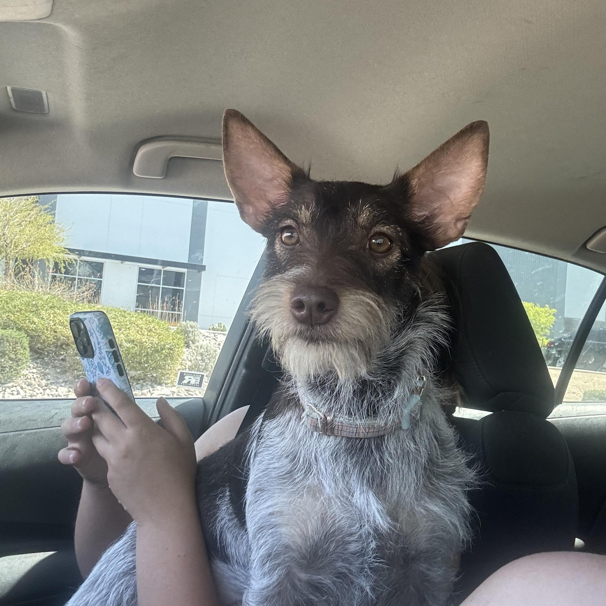 Maia, Adoptable, Young Female Miniature Schnauzer & Cattle Dog.