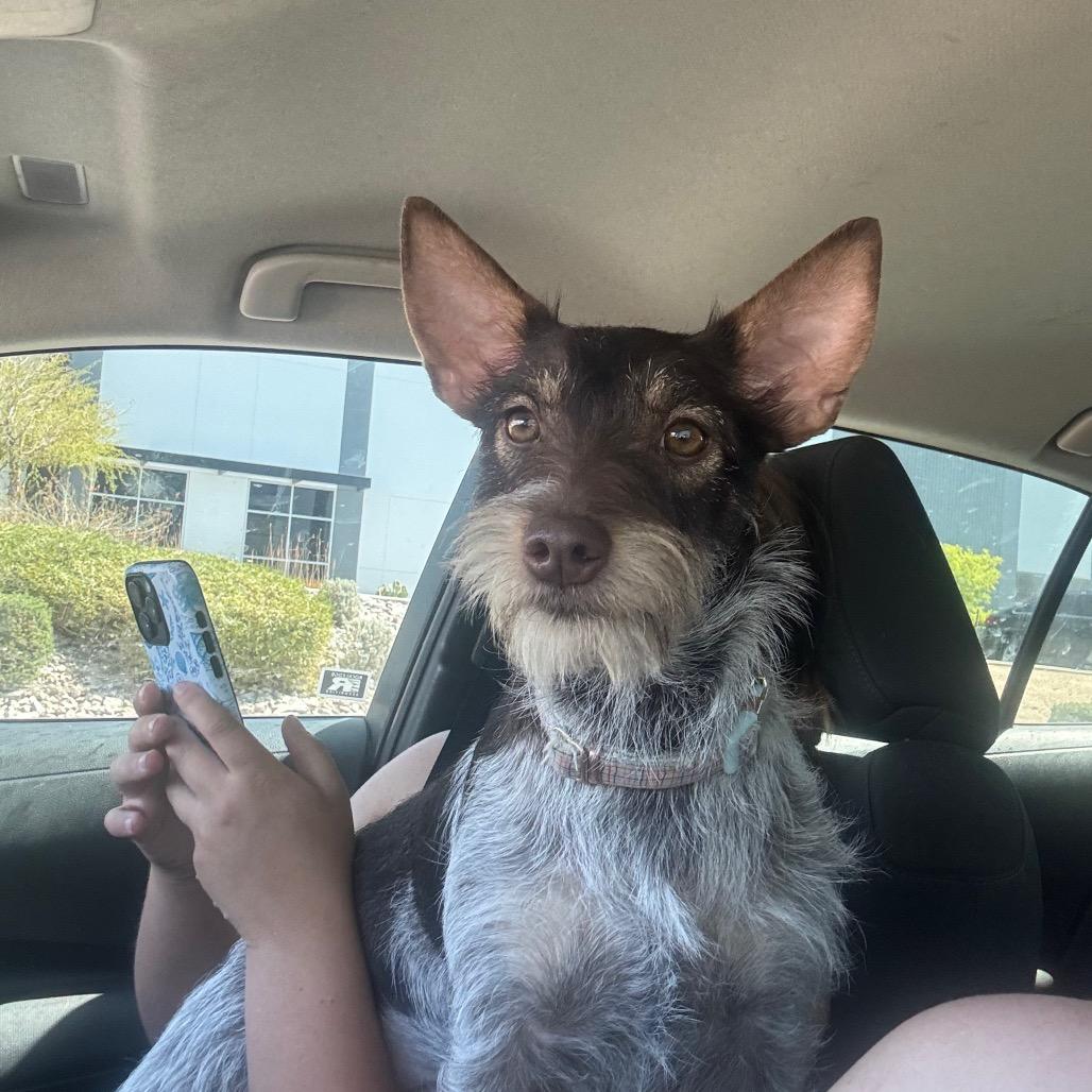 Maia, Adoptable, Young Female Miniature Schnauzer & Cattle Dog.