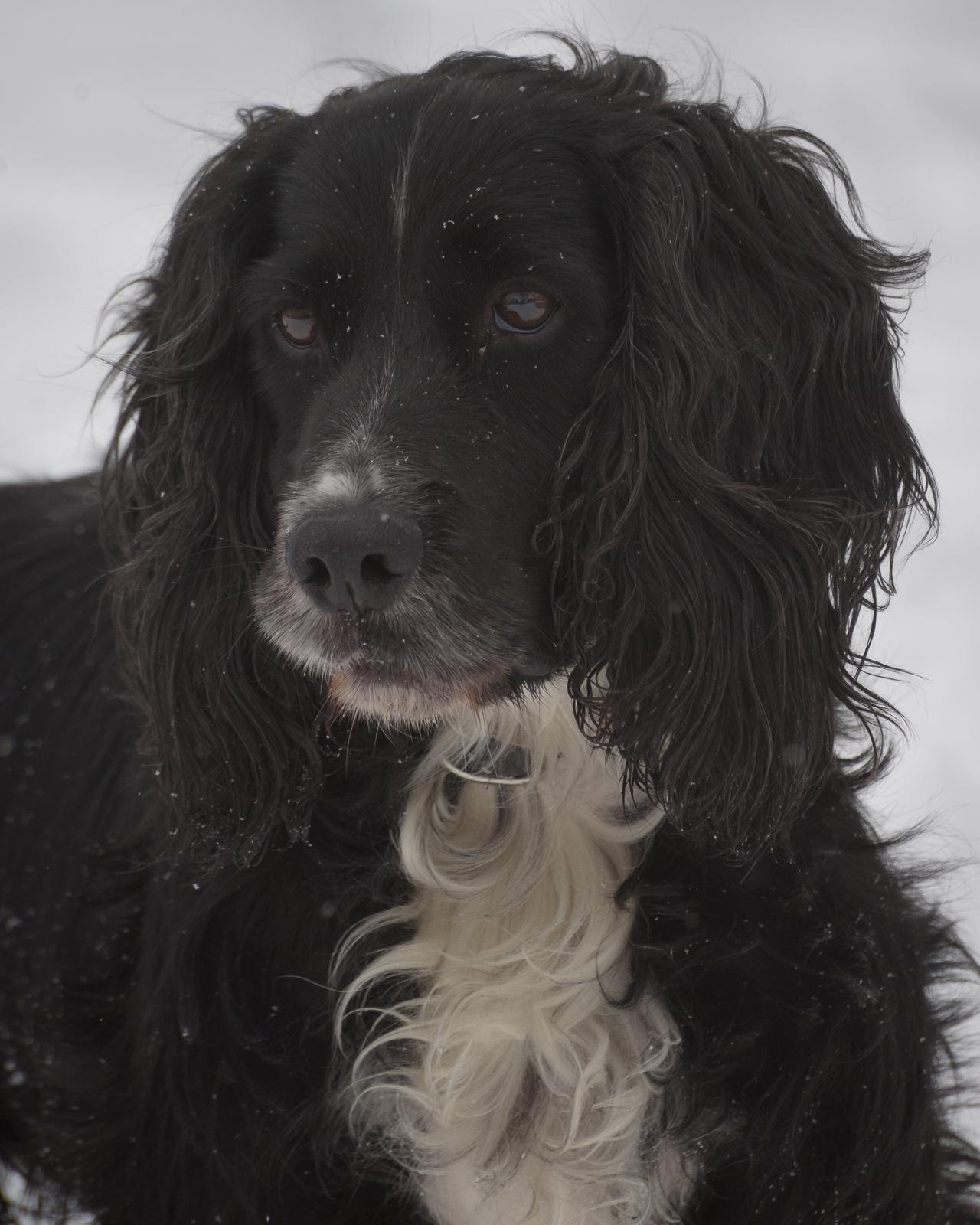 Enlarge Tucker-2/4/26, an adopted Cocker Spaniel in Lambertville, NJ image 3/4
