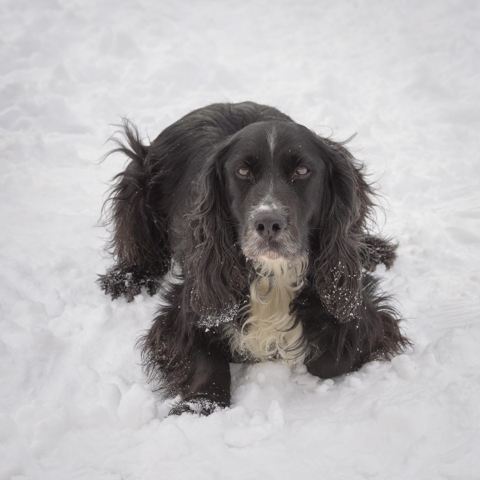 Enlarge Tucker-2/4/26, an adopted Cocker Spaniel in Lambertville, NJ image 2/4