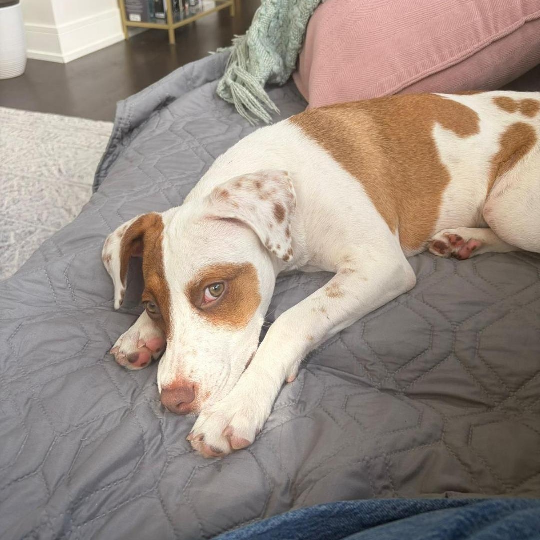 Enlarge Scrump, a ADOPTABLE Mixed Breed in Kitchener, ON image 3/6