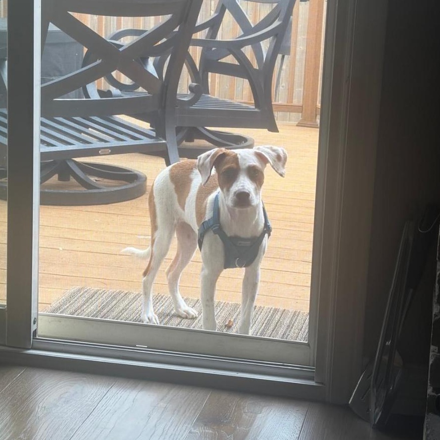 Enlarge Scrump, a ADOPTABLE Mixed Breed in Kitchener, ON image 5/6