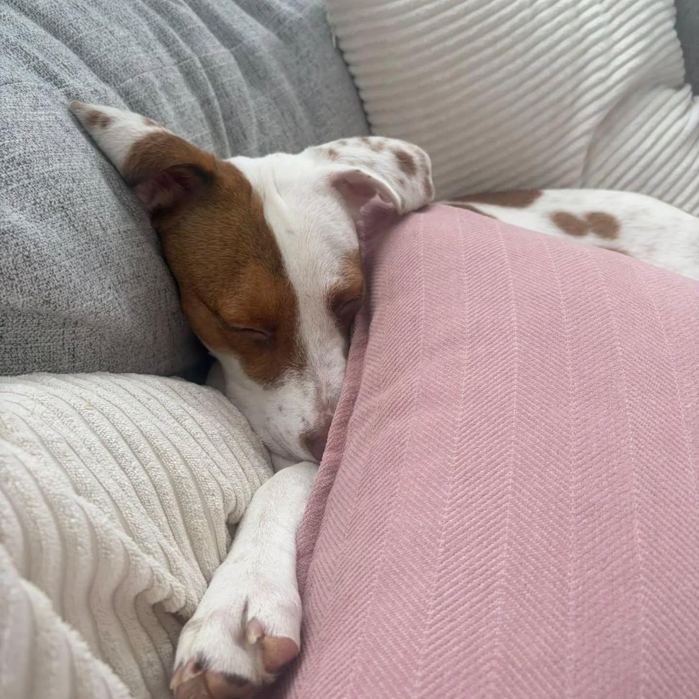 Enlarge Scrump, a ADOPTABLE Mixed Breed in Kitchener, ON image 6/6