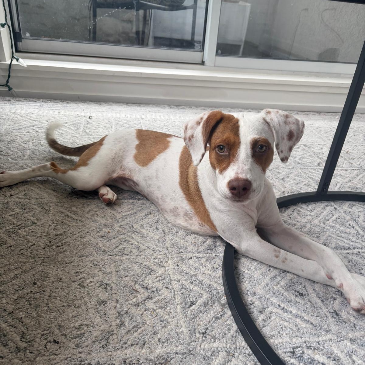 Enlarge Scrump, a ADOPTABLE Mixed Breed in Kitchener, ON image 2/6