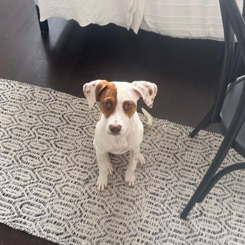 Enlarge Scrump, a ADOPTABLE Mixed Breed in Kitchener, ON image 4/6