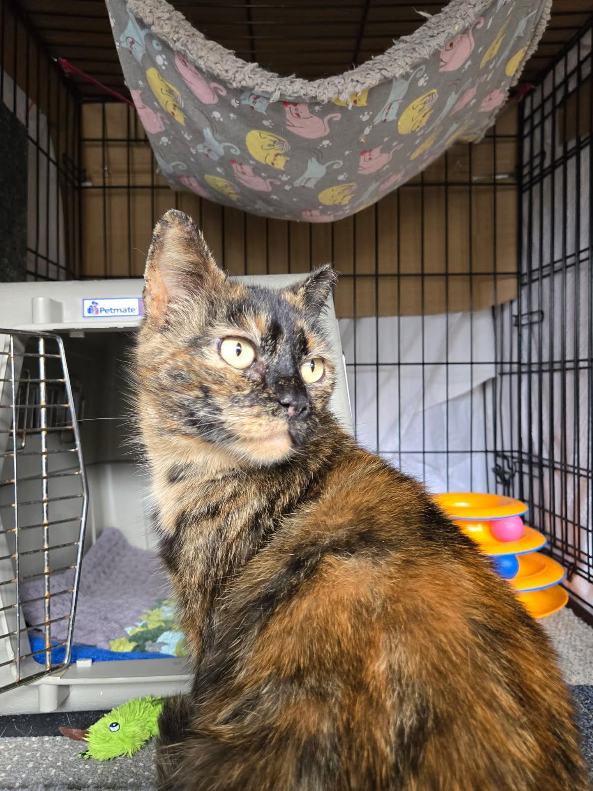 Fiona Lynn, Adoptable, Adult Female Domestic Short Hair.