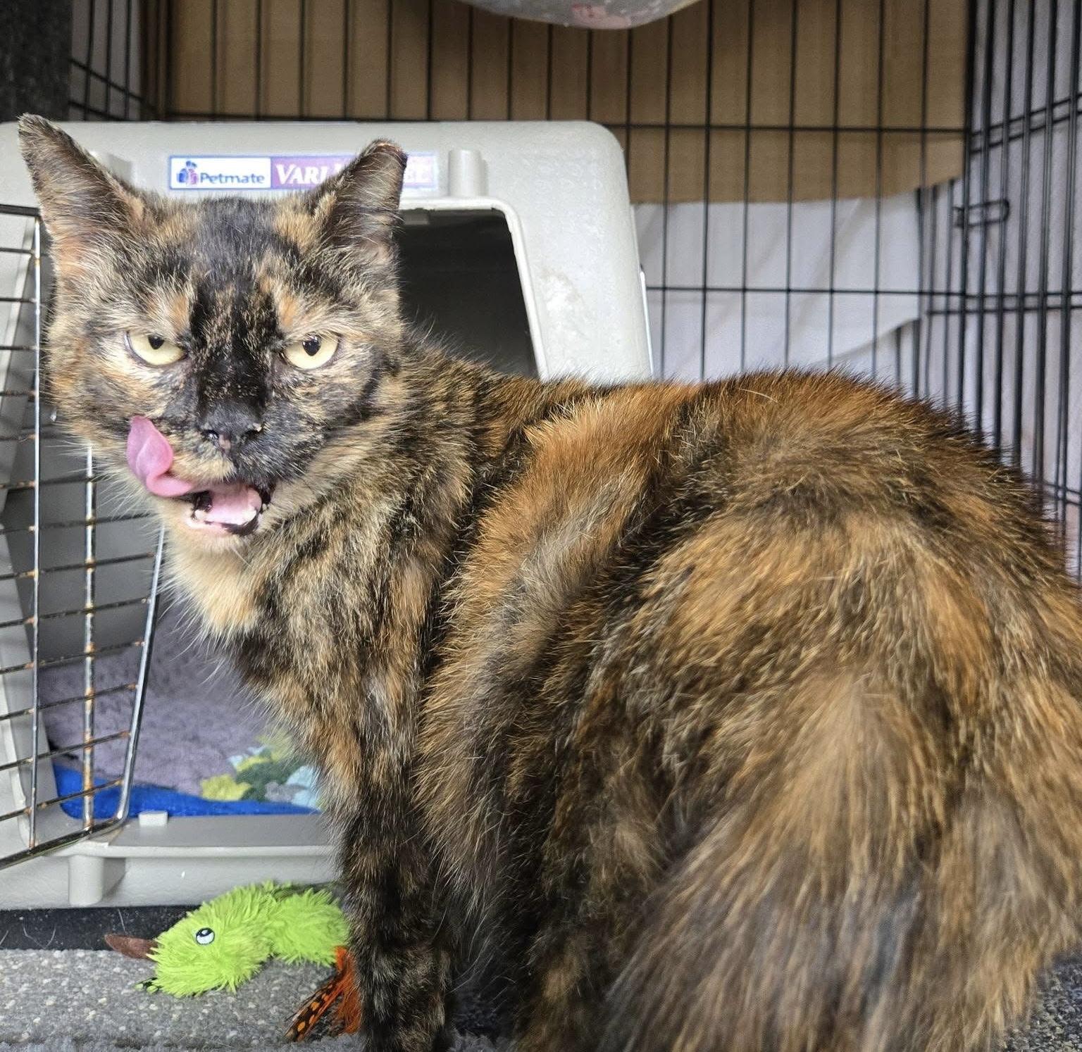 Fiona Lynn, a Adoptable Domestic Short Hair in Stewartsville, NJ image 2/3