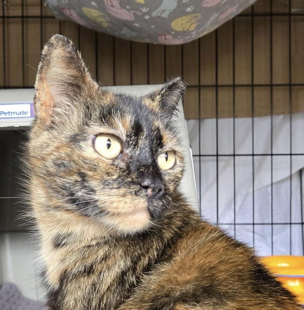 Fiona Lynn, a Adoptable Domestic Short Hair in Stewartsville, NJ image 3/3