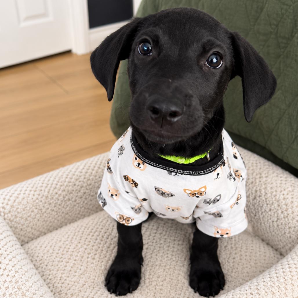 Enlarge Lil Boy, a Adoptable mixed breed in Indianapolis, IN, IN image 3/5