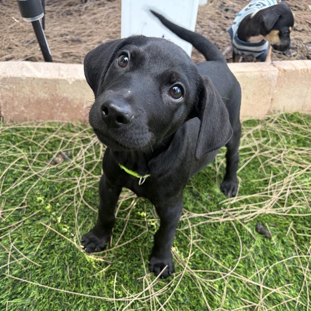 Enlarge Lil Boy, a Adoptable mixed breed in Indianapolis, IN, IN image 2/5