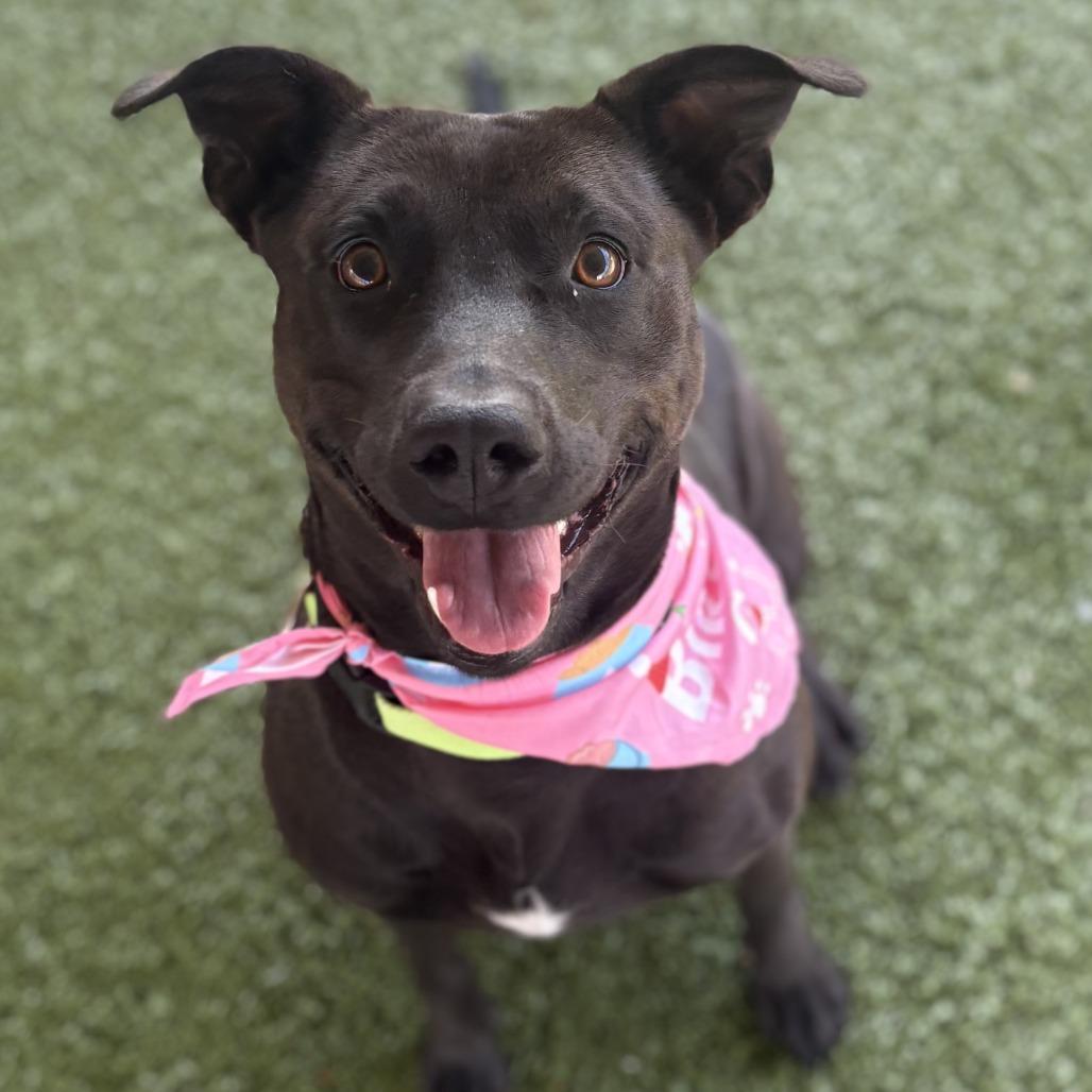 Coral, Adoptable, Adult Female Pit Bull Terrier & Mixed Breed.