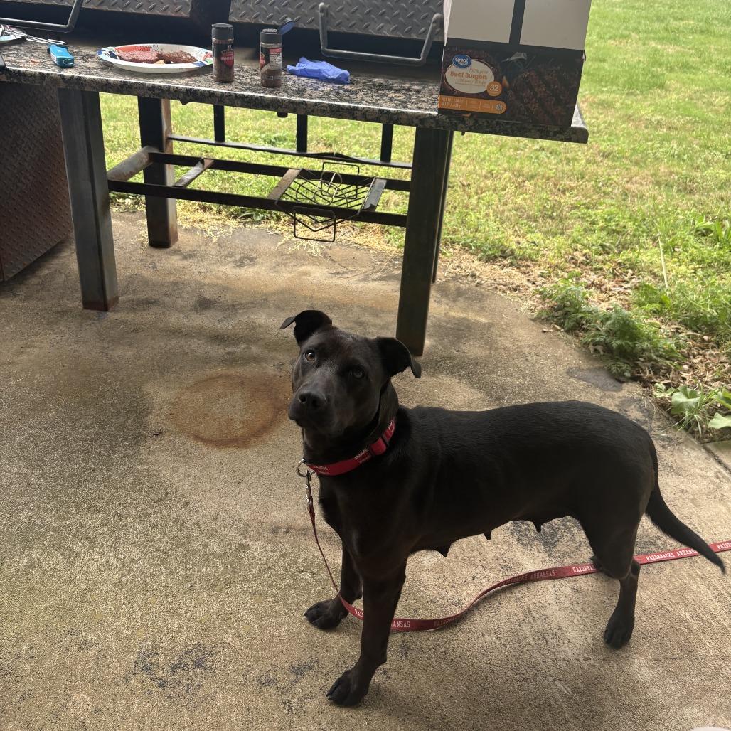 Enlarge Coral, a Adoptable mixed breed in Fayetteville, AR image 2/6
