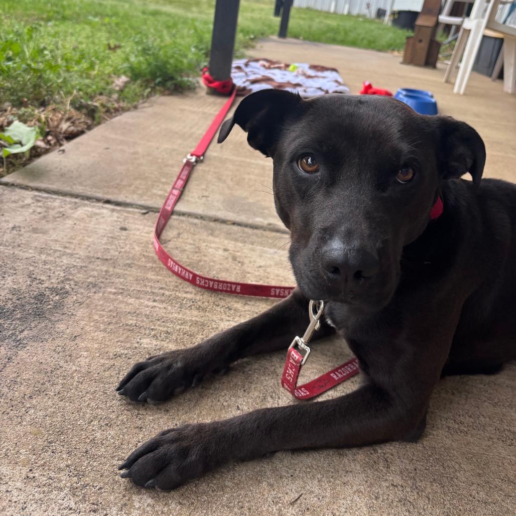 Enlarge Coral, a Adoptable mixed breed in Fayetteville, AR image 4/6