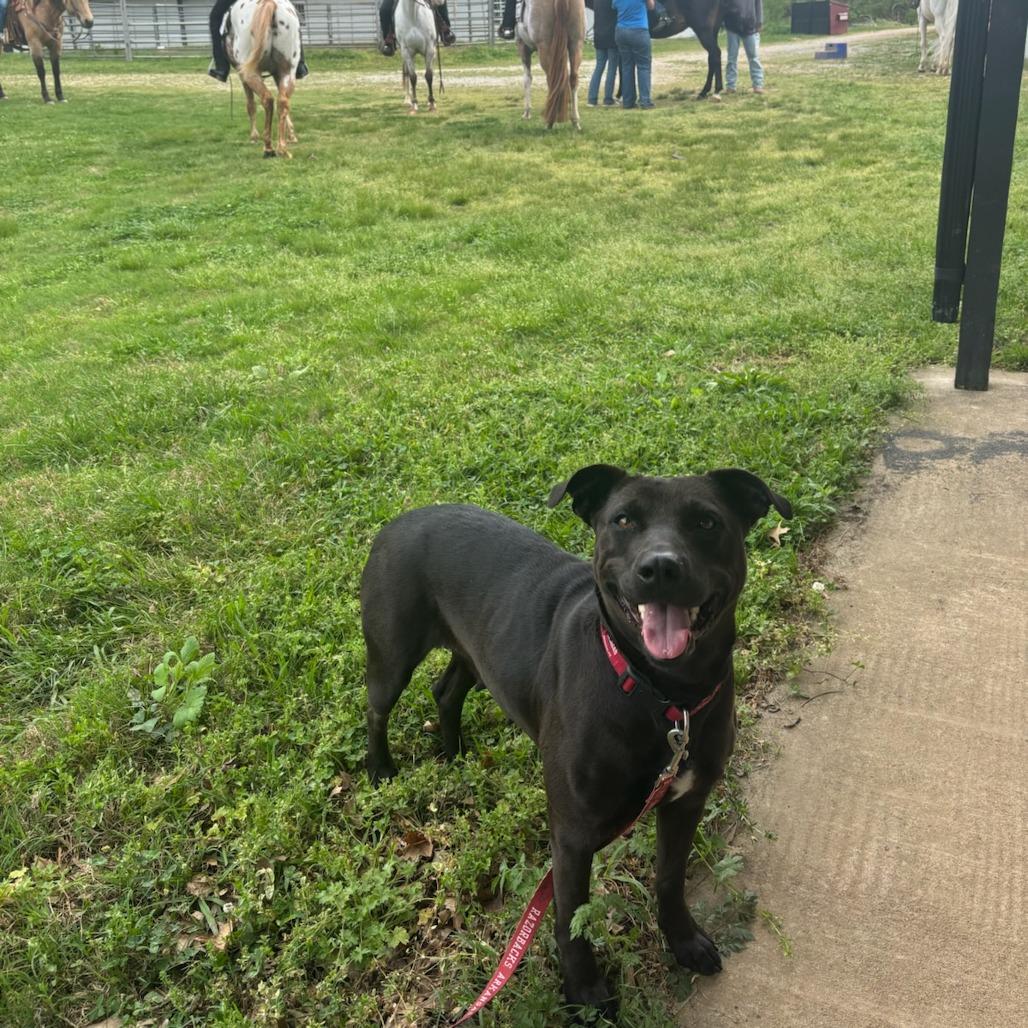 Enlarge Coral, a Adoptable mixed breed in Fayetteville, AR image 5/6