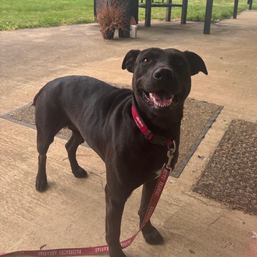 Enlarge Coral, a Adoptable mixed breed in Fayetteville, AR image 6/6