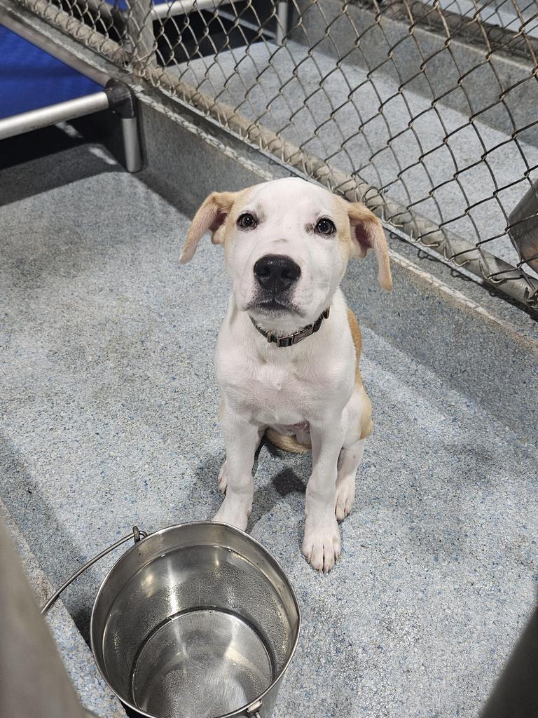 Enlarge Ozzy, a Adoptable mixed breed in Livingston, LA image 1/1