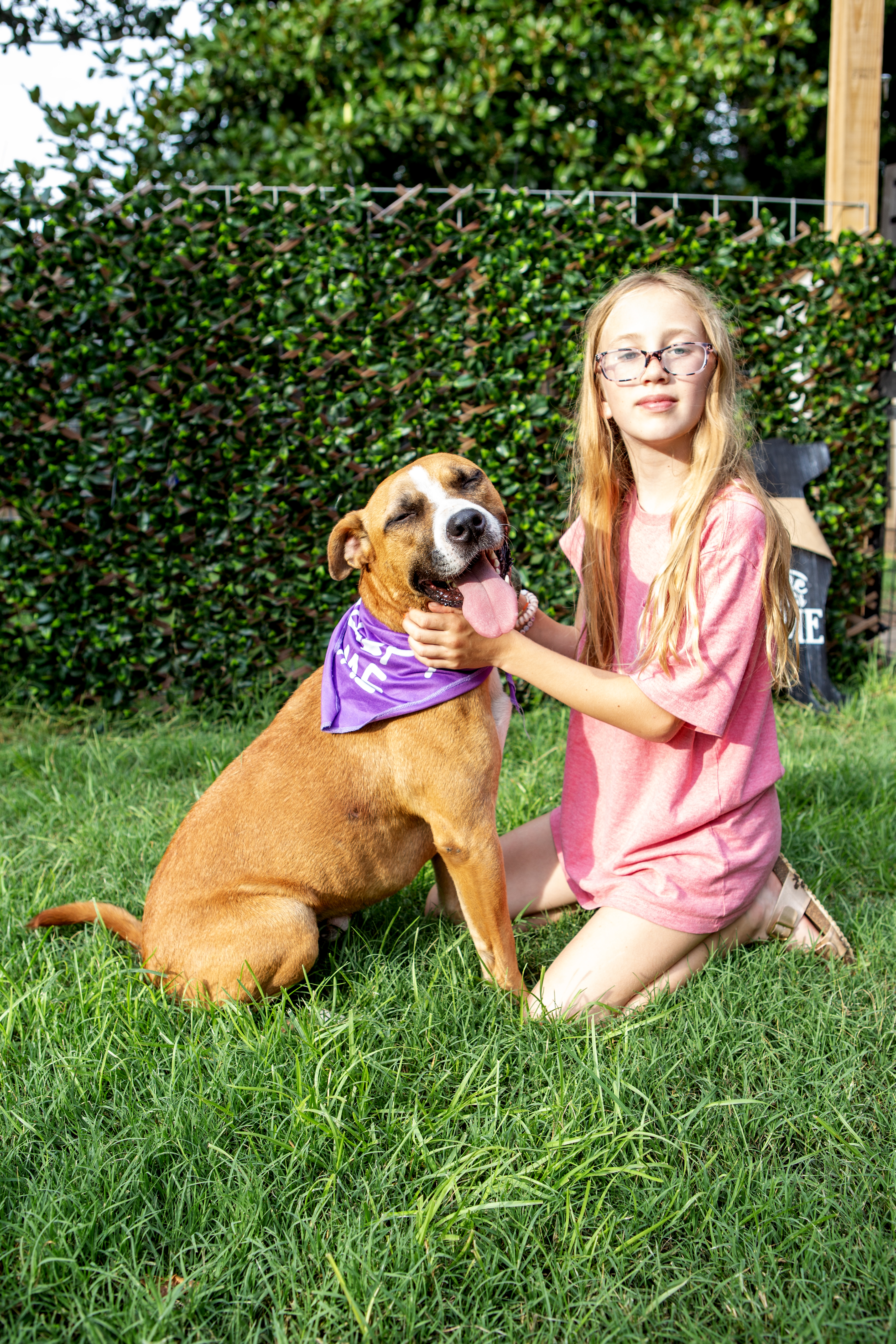 Bowser, Adoptable, Young Male Boxer.