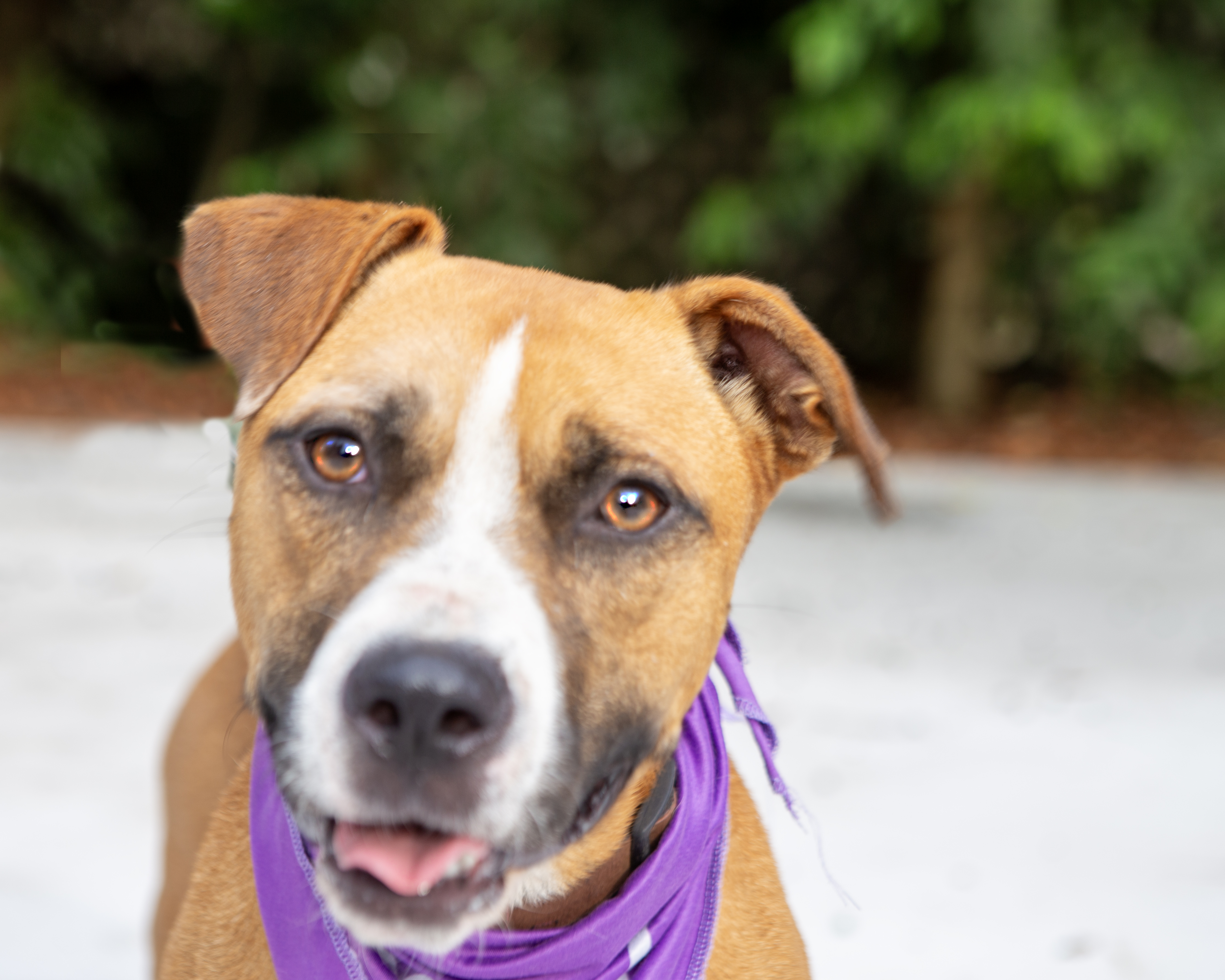 Bowser, Adoptable, Young Male Boxer.