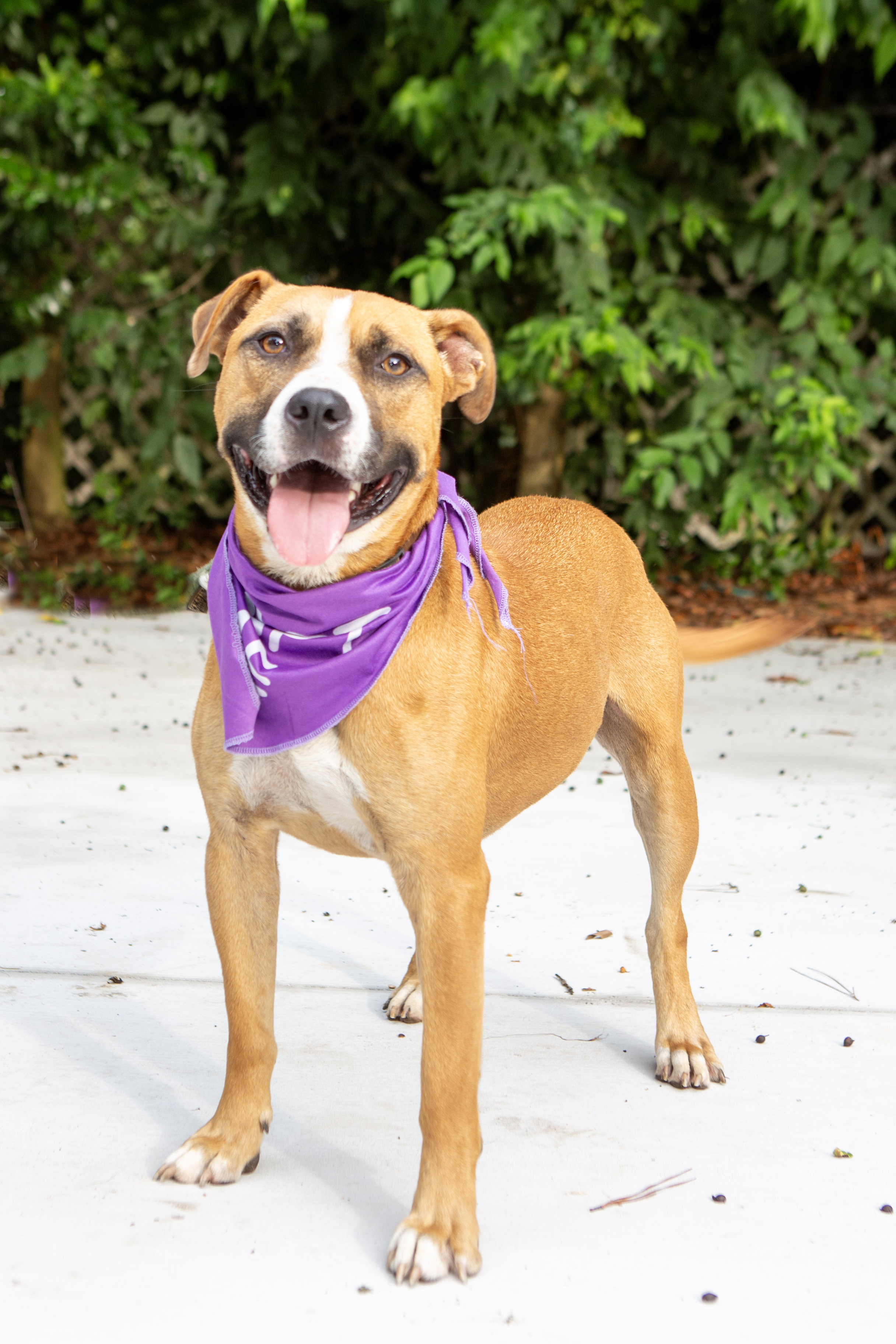Bowser, a Adoptable mixed breed in Elloree, SC image 3/4