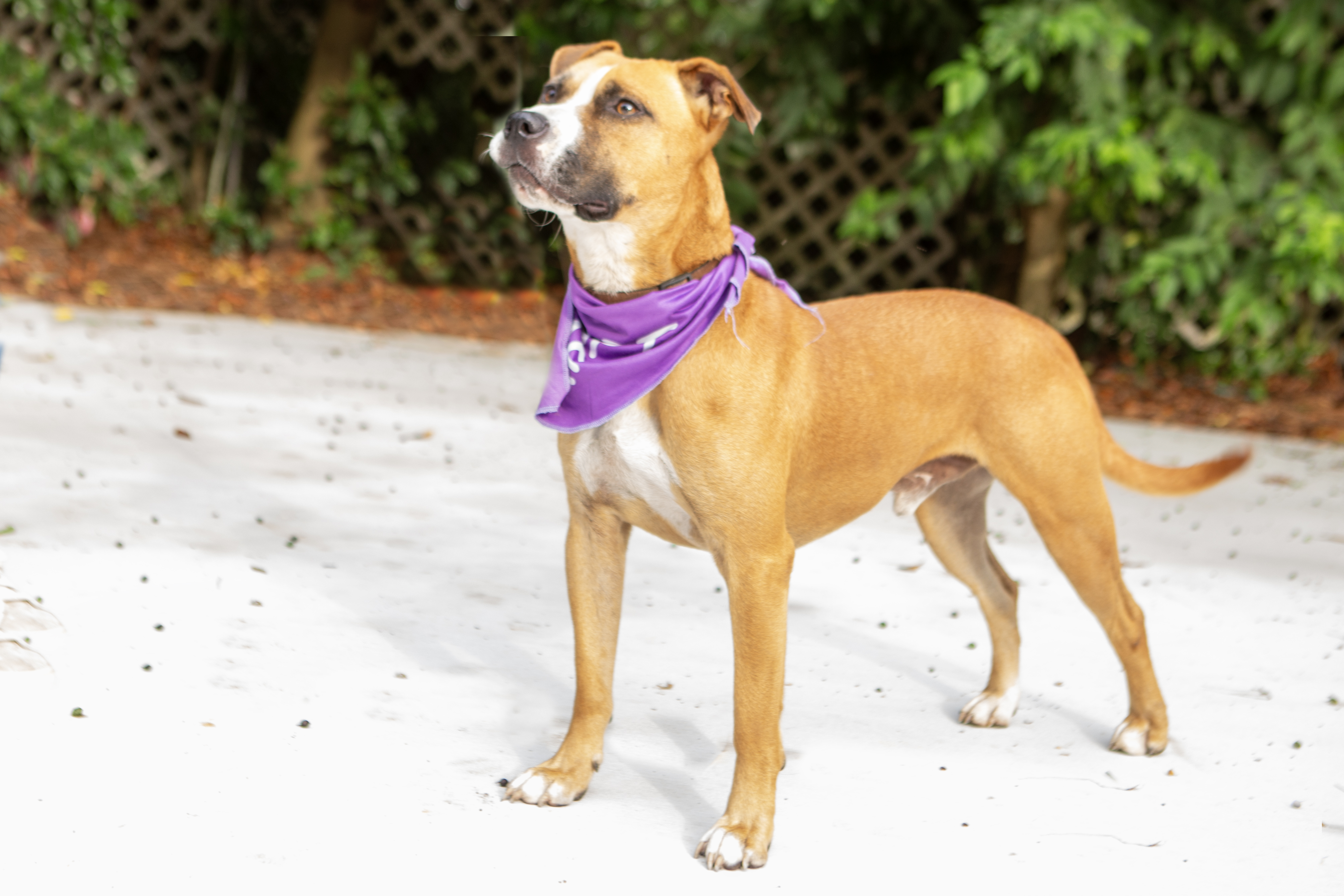 Bowser, Adoptable, Young Male Boxer.