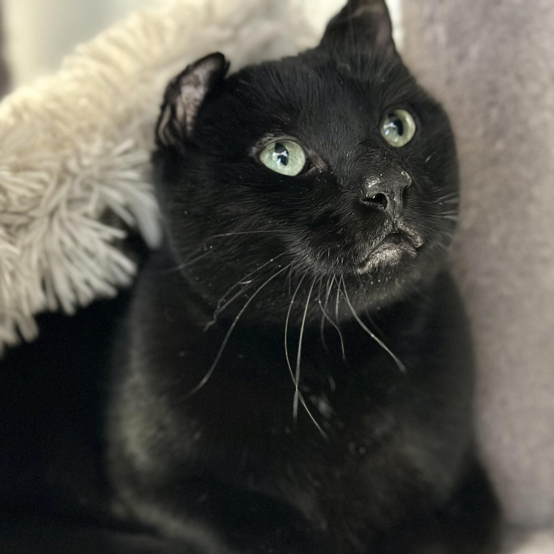 Captain , ADOPTABLE, Senior Male Domestic Short Hair.