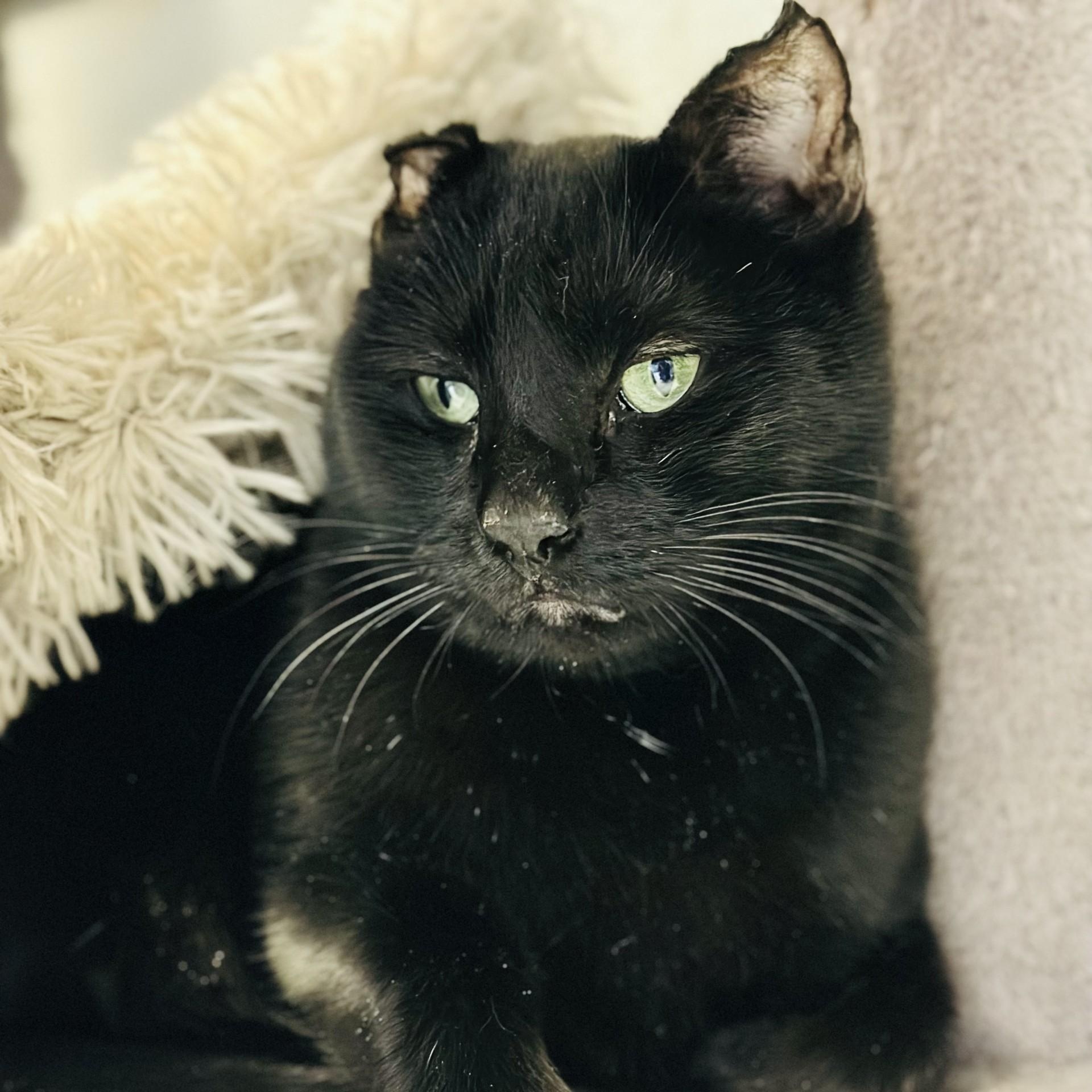 Enlarge Captain , an adopted Domestic Short Hair in Manahawkin, NJ image 2/3