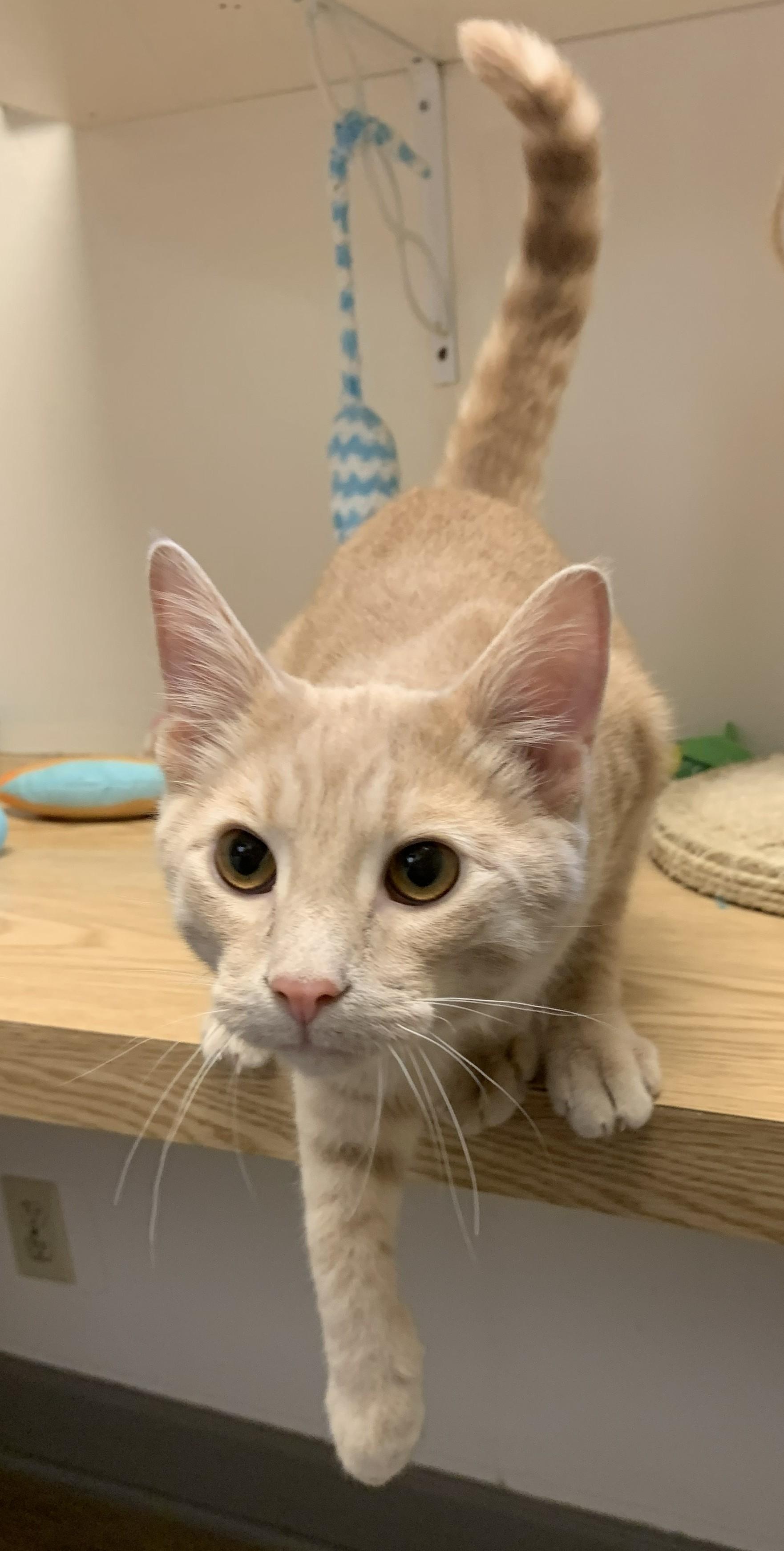 Gingerale26, an adopted Domestic Short Hair in Milwaukee, WI image 3/6