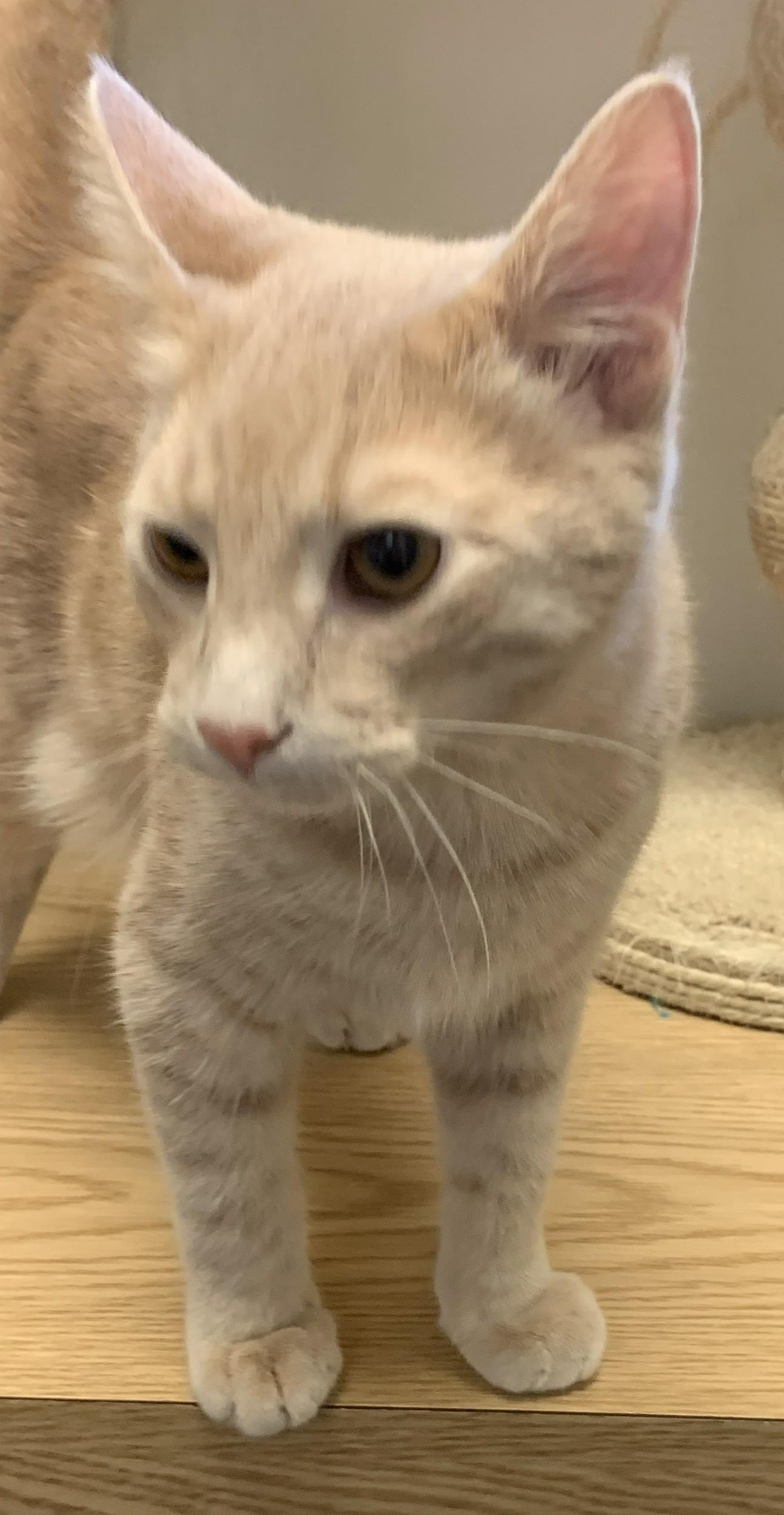 Gingerale26, an adopted Domestic Short Hair in Milwaukee, WI image 4/6