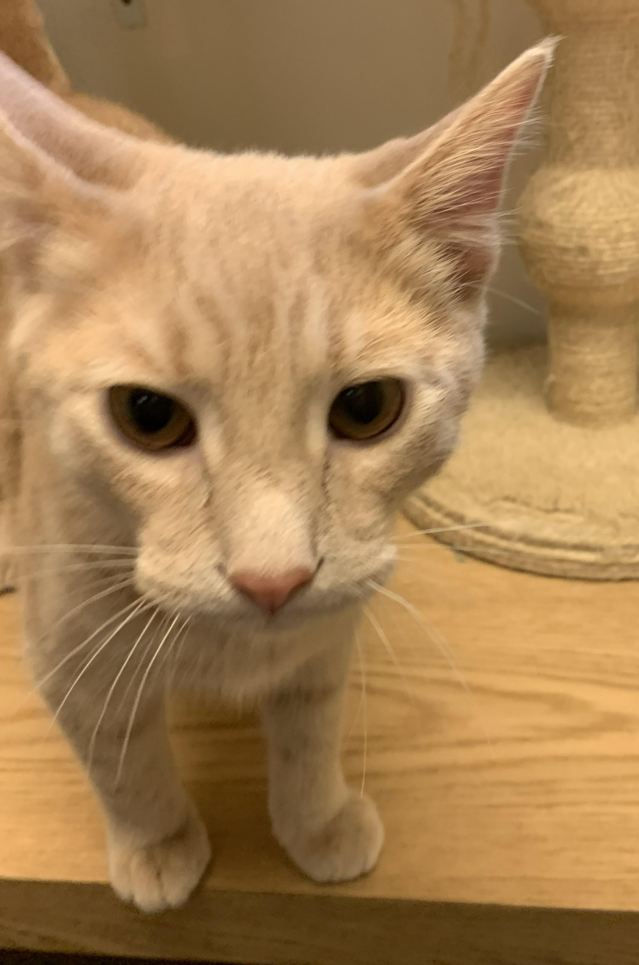 Gingerale26, an adopted Domestic Short Hair in Milwaukee, WI image 5/6