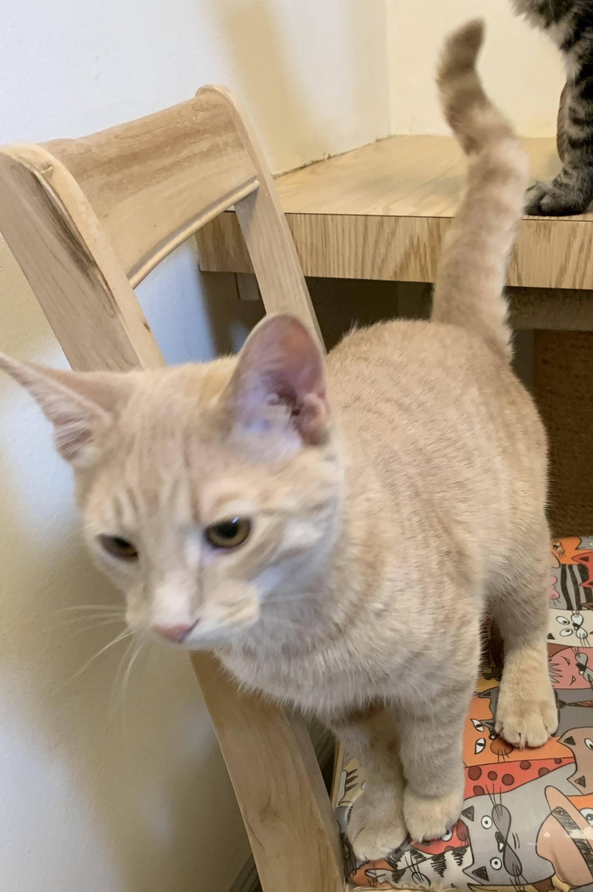 Gingerale26, an adopted Domestic Short Hair in Milwaukee, WI image 6/6