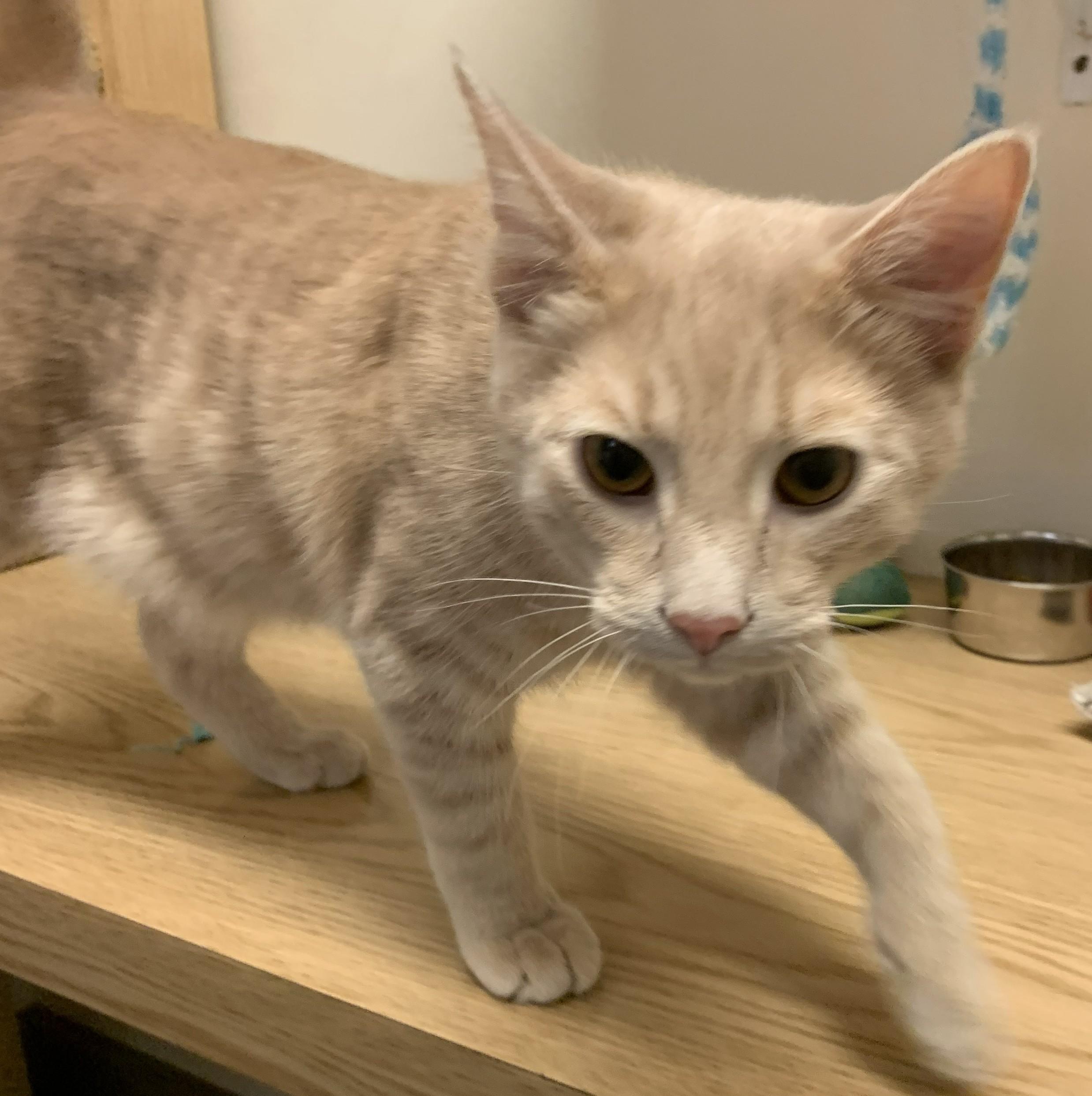 Gingerale26, adopted, Kitten Male Domestic Short Hair.