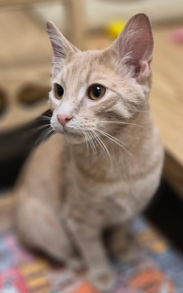 Gingerale26, an adopted Domestic Short Hair in Milwaukee, WI image 2/6